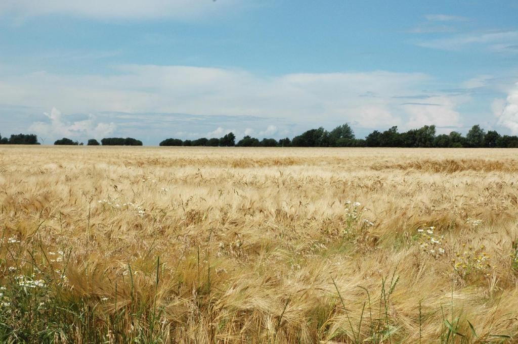 Ferienanlage Wildt Petersdorf auf Fehmarn Extérieur photo